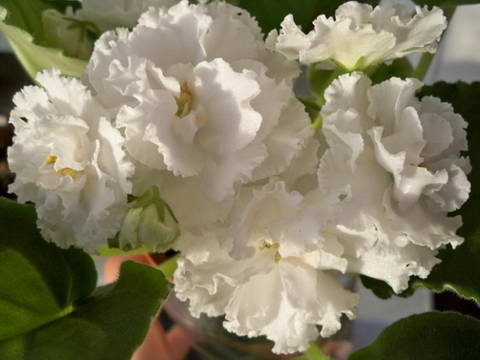 Свадебный Букет